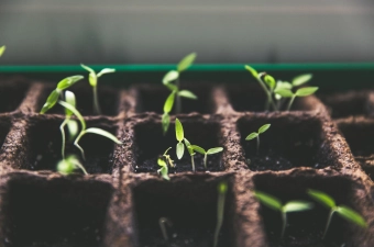 Plantjes en Stekjesruildag op 22 april