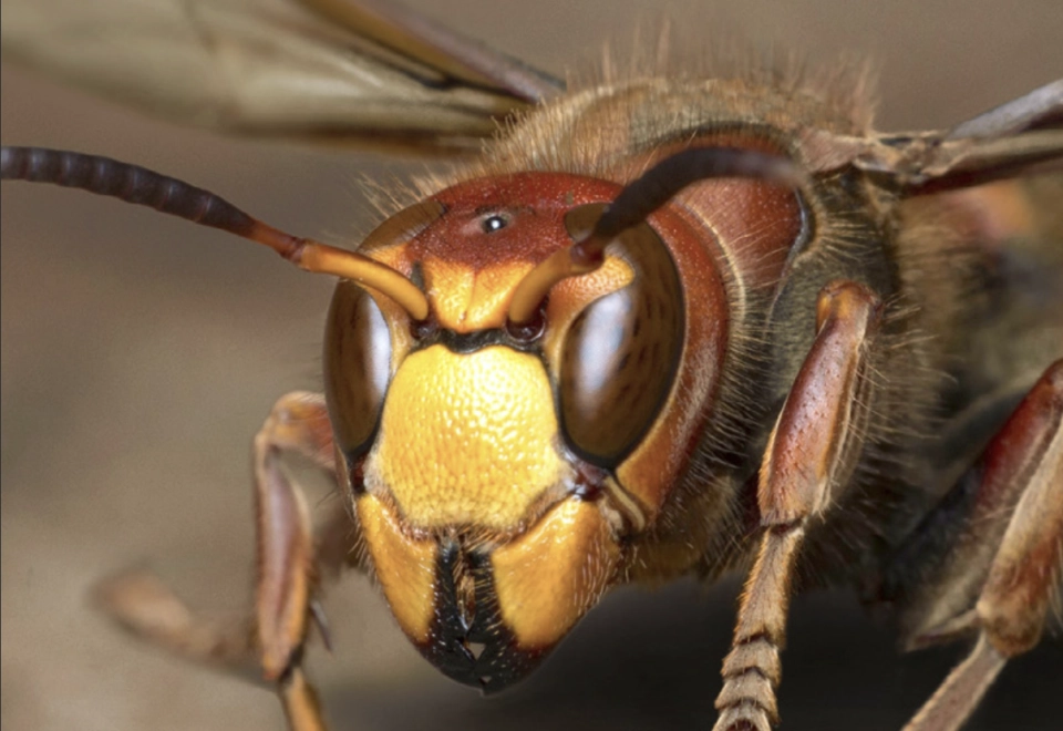 Schakels maart 2018Open