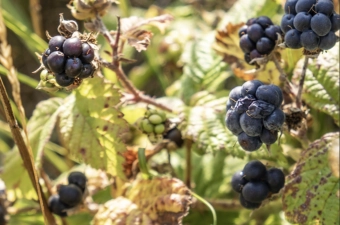 Het september nummer van Schakels is verschenen