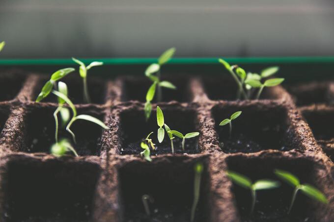 Plantjes en Stekjesruildag op 22 april